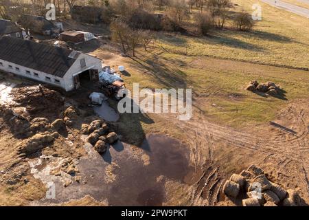 Drohnenfotografie eines Traktors, der im Frühling Heuballen mit Nutztieren in den Schuppen bringt. Stockfoto