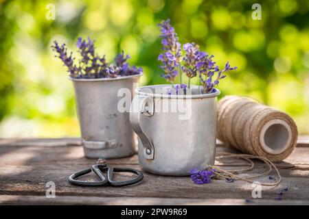 Vor dem Trocknen im Garten violett und blühend Lavendel. Hausgemachte aromatische Blumen. Stockfoto