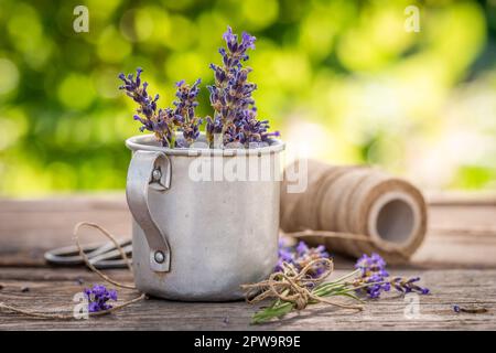 Frischer und violetter Lavendel, frisch aus dem Garten geerntet. Hausgemachte aromatische Blumen. Stockfoto