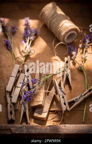 Frischer und violetter Lavendel vor dem Trocknen im Garten. Hausgemachte aromatische Blumen. Stockfoto