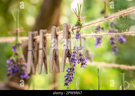 Wäscheleinen in Grün- und Lila-Lavendel zum Trocknen. Hausgemachte aromatische Blumen. Stockfoto