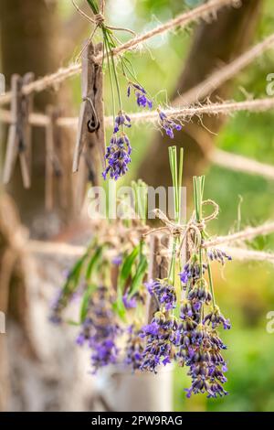 Frische und hausgemachte Lavendel Wäscheleinen zum Trocknen. Ein Garten voller Blumen. Stockfoto