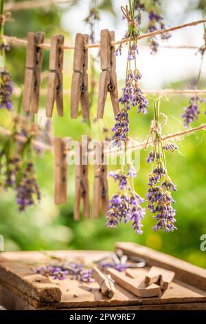Angenehme und aromatische Lavendel Wäscheleinen zum Trocknen. Hausgemachte aromatische Blumen. Stockfoto