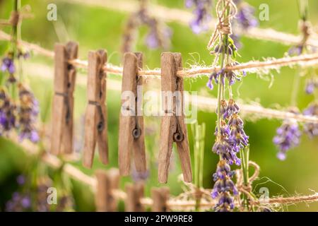 Frischer und hausgemachter Lavendel mit Klammern an einer Leine. Hausgemachte aromatische Blumen. Stockfoto