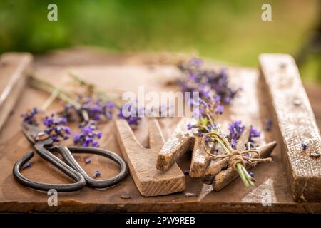 Frischer und hausgemachter Lavendel im sonnigen Sommergarten. Hausgemachte aromatische Blumen. Stockfoto