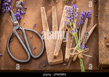 Frischer und hausgemachter Lavendel zum Trocknen auf dem Land. Ein Garten voller Blumen. Stockfoto