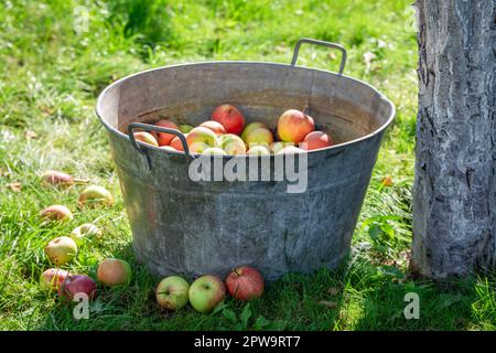Reife und frische Äpfel im Sommergarten. Frisch gepflückte Äpfel im Obstgarten. Stockfoto