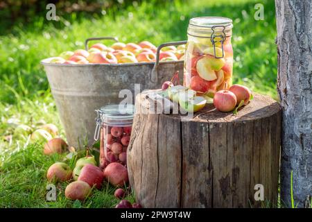 Hausgemachte und frische Äpfel in Dosen im Sommergarten. Äpfel für den Winter als Kompott konservieren. Stockfoto