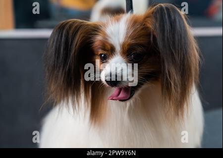 Porträt eines süßen dreifarbigen papillons. Kontinentaler Spaniel-Hund mit heraushängender Zunge. Stockfoto