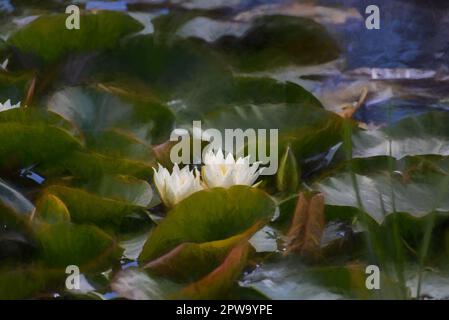 Digitale Malerei einer weißen Seerose zwischen grünen Seerosen auf einem Teich. Stockfoto