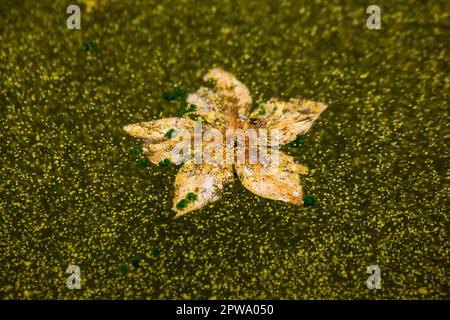 Getrocknete Blumen, die auf dem Wasser schwimmen Stockfoto