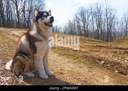 Alaska Malamute im Frühlingswald Stockfoto