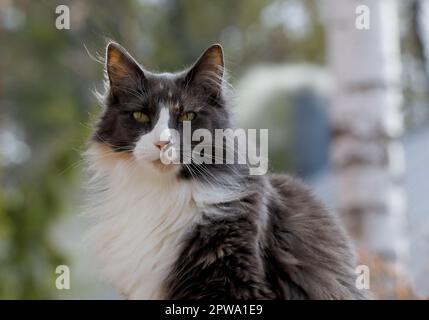 Ein Porträt einer wunderschönen Schildkrötenmaus, einer norwegischen Waldkatze Stockfoto