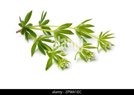 Frische grüne Zweige süßer Holzfällerpflanze mit Knospen, isoliert auf weißem Hintergrund Stockfoto