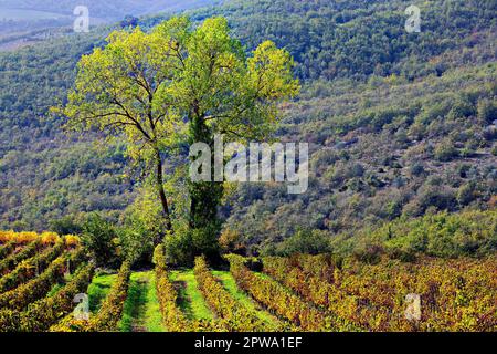 Weinberge, Castellina in Chianti, Toskana, Italien Stockfoto