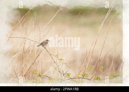 Ein digitales Aquarellgemälde eines einzigen Passerin-Gemäldes, Sylvia communis, auf einem Steg in Großbritannien. Stockfoto