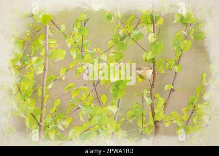 Ein digitales Aquarellgemälde eines einzelnen Passerinen Weidenwarblers, Phylloscopus trochilus, auf einem Steg in Großbritannien. Stockfoto