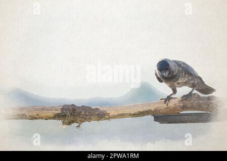 Ein digitales Aquarellgemälde einer einzelnen passerinischen westlichen Jackdaw, Coloeus monedula, auch bekannt als die eurasische Jackdaw, die europäische Jackdaw der cr Stockfoto