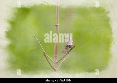 Digitale Aquarellmalerei eines einzelnen Dunnock-, Prunella modularis-, Heckenakzentors-, Heckenspatz- oder Heckenscheren in einem Baum im Vereinigten Königreich. Stockfoto