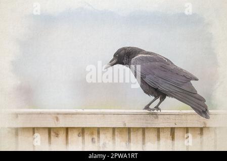 Ein digitales Aquarellgemälde einer einzelnen Aashornkrähe, Corvus Corone, auf einem Steg in Großbritannien. Stockfoto