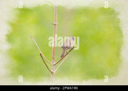 Digitale Aquarellmalerei eines einzelnen Dunnock-, Prunella modularis-, Heckenakzentors-, Heckenspatz- oder Heckenscheren in einem Baum im Vereinigten Königreich. Stockfoto