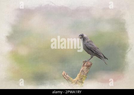 Ein digitales Aquarellgemälde einer einzelnen passerinischen westlichen Jackdaw, Coloeus monedula, auch bekannt als die eurasische Jackdaw, die europäische Jackdaw der cr Stockfoto