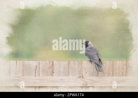 Ein digitales Aquarellgemälde einer einzelnen passerinischen westlichen Jackdaw, Coloeus monedula, auch bekannt als die eurasische Jackdaw, die europäische Jackdaw der cr Stockfoto