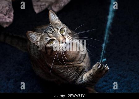 Die Katze versucht ein dünnes Seil mit einer Pfote zu fangen. Stockfoto