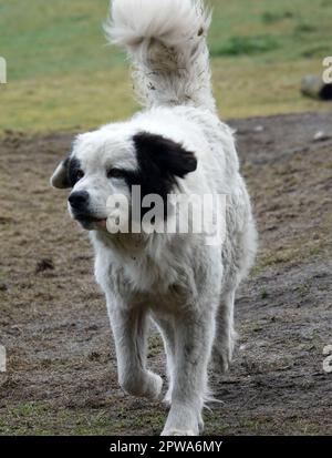 Ein Mastín del Pirineo oder ein Pyrenäischer Mastiff läuft in Richtung des Fotografen. Er wird gehalten, eine Schafherde zu bewachen. Stockfoto