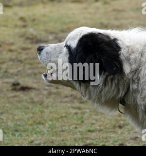 Bellend Mastín del Pirineo oder Pyrenäischer Mastiff. Er wird gehalten, eine Schafherde zu bewachen. Stockfoto