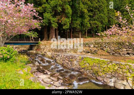 Wasser fließt über Steine in einem kleinen Bach durch friedliche Baumhaine und rosa Blüten Stockfoto