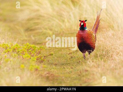 Wangerooge, Deutschland. 13. April 2023. 13.04.2023, Wangerooge. Ein männlicher Fasan (Phasianus colchicus) steht auf einer Wiese auf der ostfriesischen Insel Wangerooge. Kredit: Wolfram Steinberg/dpa Kredit: Wolfram Steinberg/dpa/Alamy Live News Stockfoto