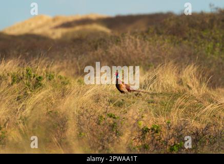 Wangerooge, Deutschland. 14. April 2023. 14.04.2023, Wangerooge. Ein männlicher Fasan (Phasianus colchicus) steht in den Dünen auf der ostfriesischen Insel Wangerooge. Kredit: Wolfram Steinberg/dpa Kredit: Wolfram Steinberg/dpa/Alamy Live News Stockfoto