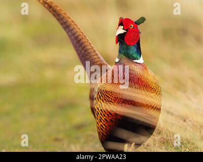 Wangerooge, Deutschland. 13. April 2023. 13.04.2023, Wangerooge. Ein männlicher Fasan (Phasianus colchicus) steht auf einer Wiese auf der ostfriesischen Insel Wangerooge. Kredit: Wolfram Steinberg/dpa Kredit: Wolfram Steinberg/dpa/Alamy Live News Stockfoto