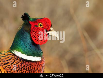 Wangerooge, Deutschland. 13. April 2023. 13.04.2023, Wangerooge. Ein männlicher Fasan (Phasianus colchicus) steht in den Dünen auf der ostfriesischen Insel Wangerooge. Kredit: Wolfram Steinberg/dpa Kredit: Wolfram Steinberg/dpa/Alamy Live News Stockfoto