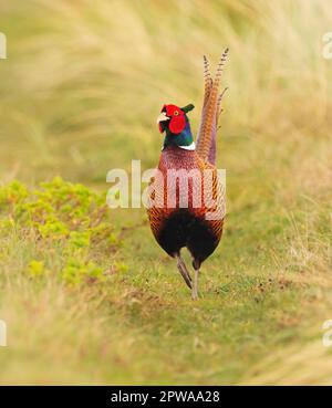 Wangerooge, Deutschland. 13. April 2023. 13.04.2023, Wangerooge. Ein männlicher Fasan (Phasianus colchicus) steht auf einer Wiese auf der ostfriesischen Insel Wangerooge. Kredit: Wolfram Steinberg/dpa Kredit: Wolfram Steinberg/dpa/Alamy Live News Stockfoto