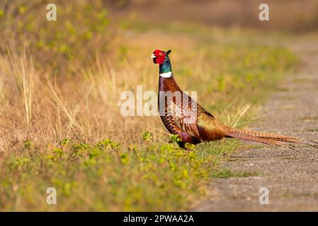 Wangerooge, Deutschland. 11. April 2023. 11.04.2023, Wangerooge. Ein männlicher Fasan (Phasianus colchicus) steht neben einem Wanderweg auf der ostfriesischen Insel Wangerooge, die durch Dünen und Wiesen im Westen der Insel führt. Kredit: Wolfram Steinberg/dpa Kredit: Wolfram Steinberg/dpa/Alamy Live News Stockfoto