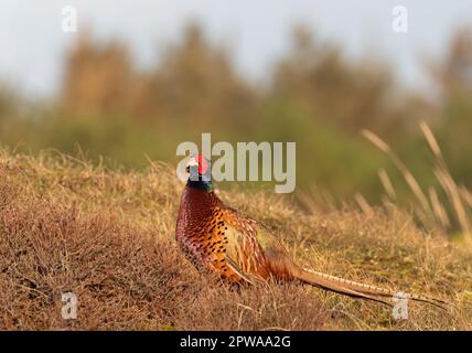 Wangerooge, Deutschland. 13. April 2023. 13.04.2023, Wangerooge. Ein männlicher Fasan (Phasianus colchicus) steht in den Dünen auf der ostfriesischen Insel Wangerooge. Kredit: Wolfram Steinberg/dpa Kredit: Wolfram Steinberg/dpa/Alamy Live News Stockfoto