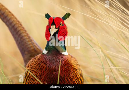 Wangerooge, Deutschland. 13. April 2023. 13.04.2023, Wangerooge. Ein männlicher Fasan (Phasianus colchicus) steht zwischen den hohen Graesern auf der ostfriesischen Insel Wangerooge. Kredit: Wolfram Steinberg/dpa Kredit: Wolfram Steinberg/dpa/Alamy Live News Stockfoto