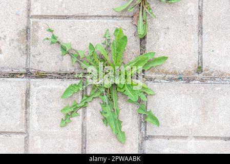 Blick von oben auf Löwenzahnblätter, die zwischen Bodenfliesen im Garten wachsen. Garten, ländlich, Hütte. Stockfoto