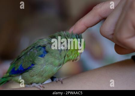 Forpus coelestis. Eine Frau streichelt den forpus und er verwöhnt sich Stockfoto
