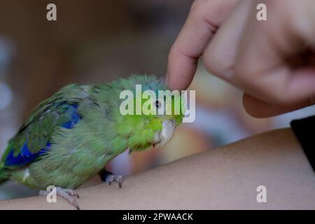 Forpus coelestis. Eine Frau streichelt den forpus und er verwöhnt sich Stockfoto