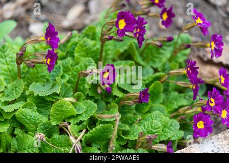 Selektiver Fokus auf blühende Primrosen oder abendliche Primrosenblumen im Garten. Garten, ländlich, Hütte. Stockfoto