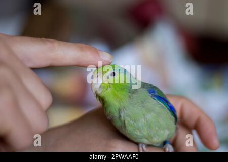 Forpus coelestis. Eine Frau streichelt den forpus und er verwöhnt sich Stockfoto