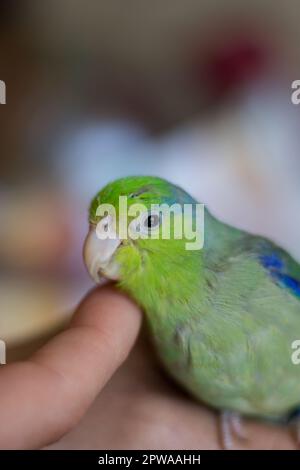 Forpus coelestis. Eine Frau streichelt den forpus und er verwöhnt sich Stockfoto
