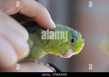 Forpus coelestis. Eine Frau streichelt den forpus und er verwöhnt sich Stockfoto