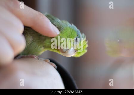 Forpus coelestis. Eine Frau streichelt den forpus und er verwöhnt sich Stockfoto