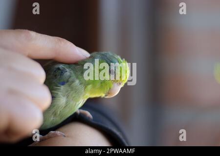 Forpus coelestis. Eine Frau streichelt den forpus und er verwöhnt sich Stockfoto