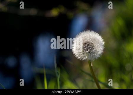 Nahaufnahme eines Löwenzahns. Weiße Löwenzahnblume in grünem Gras auf dem Hintergrund ein Wasserkanal. Hochwertige Fotos Stockfoto