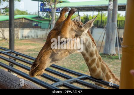 Ayutthaya, Thailand - 6. März 2023 : Giraffenkopf im Zoo des Sriayuthaya Lion Park, berühmt für Thailänder und Ausländer, der neue Zoo in Ayutthaya Stockfoto